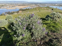 Lupinus albifrons collinus