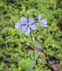 Phlox divaricata