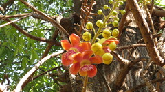 Couroupita guianensis