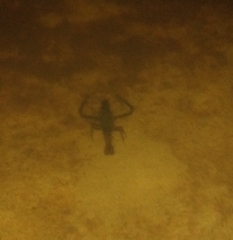 Decapoda
