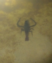 Decapoda