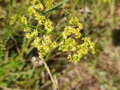 Galium × pomeranicum