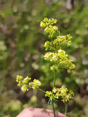 Galium × pomeranicum