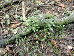 Asplenium hookerianum