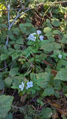 Cardamine californica