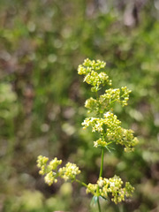 Galium × pomeranicum