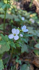 Cardamine californica