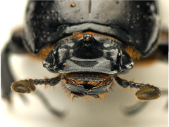 Aulacocyclus edentulus