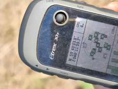 Galium × pomeranicum