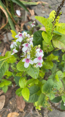 Pseuderanthemum carruthersii