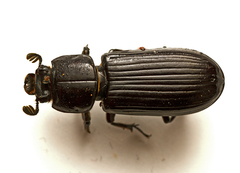 Aulacocyclus edentulus