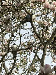 Hemiphaga novaeseelandiae