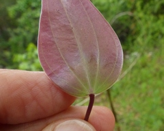 Dioscorea oppositifolia