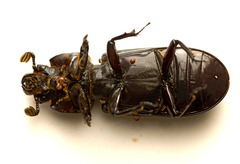 Aulacocyclus edentulus