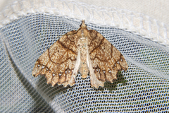 Chalastra pellurgata