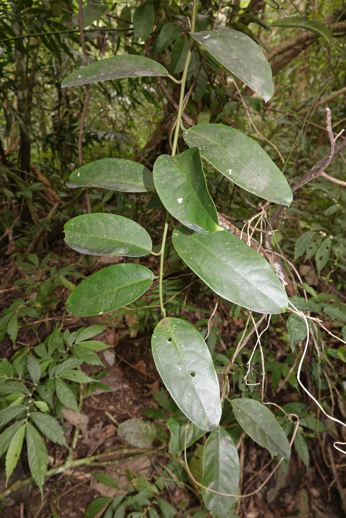 Capparis formosana