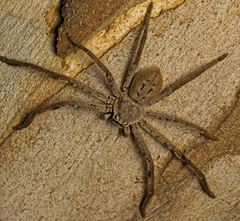 Isopeda canberrana