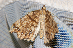 Chalastra pellurgata