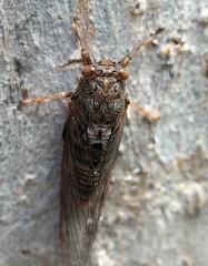 Birrima varians