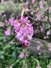 Ribes sanguineum