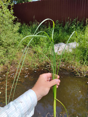 Carex rostrata