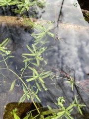 Callitriche palustris