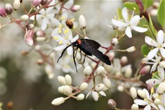 Pollanisus subdolosa