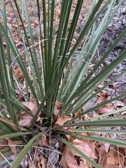 Nolina microcarpa
