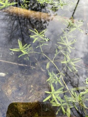 Callitriche palustris