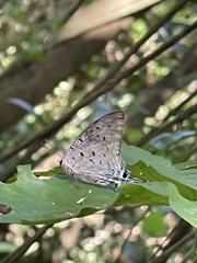 Pseudolycaena damo