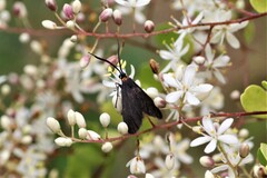 Pollanisus subdolosa