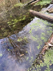 Callitriche palustris