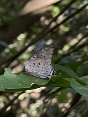 Pseudolycaena damo