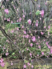 Ribes sanguineum