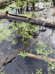 Callitriche palustris