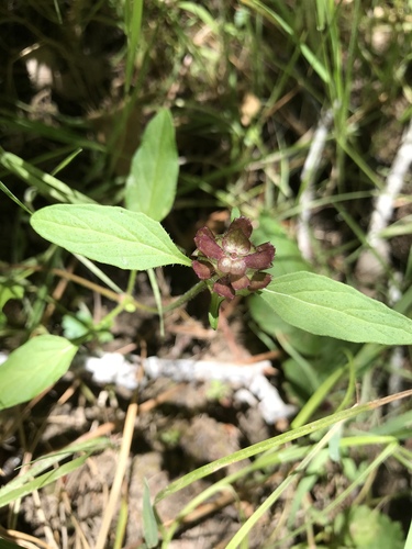 iNaturalist observation photo of common selfheal