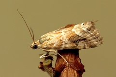 Hellula hydralis