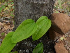 Dioscorea oppositifolia