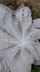 Cecropia peltata
