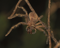 Neosparassus calligaster