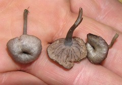 Entoloma serrulatum