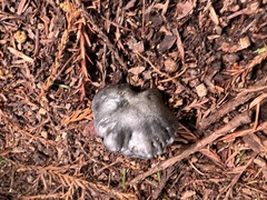 Entoloma medianox