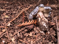 Entoloma medianox