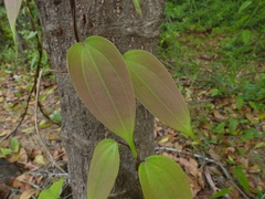 Dioscorea oppositifolia