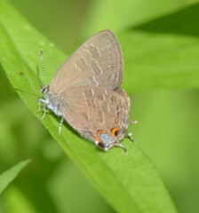 Satyrium liparops
