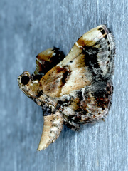 Scenedra decoratalis