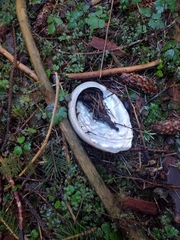 Haliotis kamtschatkana