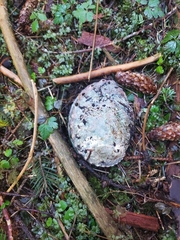 Haliotis kamtschatkana