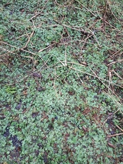 Conocephalum conicum