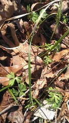 Delphinium alabamicum